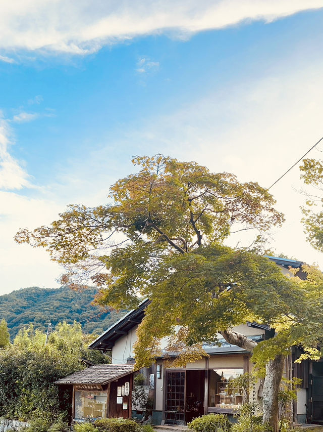 Arashiyama Bamboo Forest