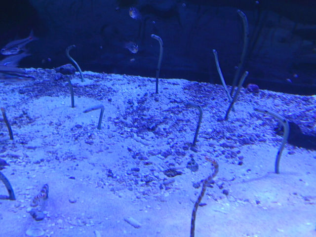 名古屋港水族館