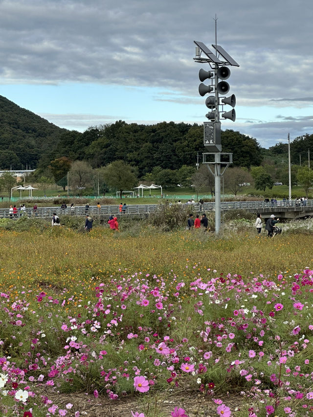 공휴일날 자연과 꽃과 🌸휴식하며 가을나들이하기 🏝️좋은 여주 여행지 추천