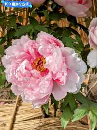 東京賞牡丹花的好去處-上野東照宮牡丹苑