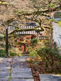 【ここ行って】本当は教えたくない🙅1230年の歴史あるお寺で見る穴場の紅葉🍁