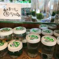 西湖いやしの里根場 東京近郊的合掌村!