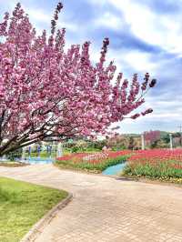 튤립맛집에서 만난 퐁실퐁실 겹벚꽃🌷