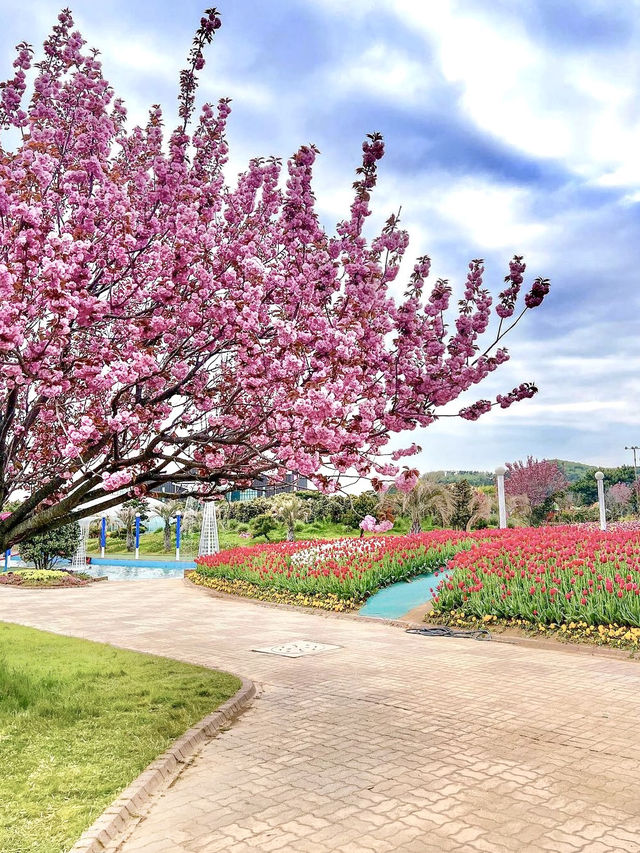 튤립맛집에서 만난 퐁실퐁실 겹벚꽃🌷