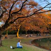 東京景點：東京代代木公園，鬧中取靜的綠色天地