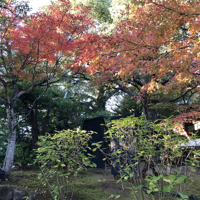 🇯🇵【島根県】由志園！！紅葉シーズンが更に美しい✨
