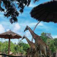 新山動物園：與野生動物近距離接觸 🦒🌿