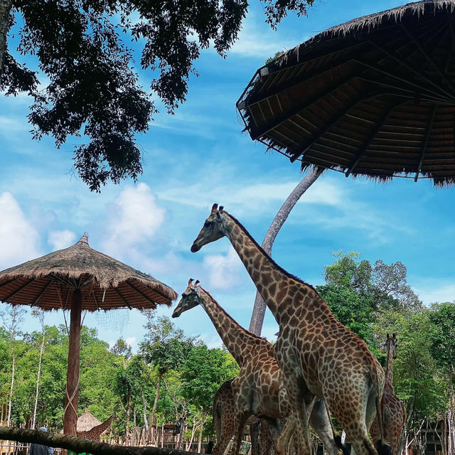 新山動物園：與野生動物近距離接觸 🦒🌿