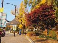 An evening stroll along the Gyeongbukgung stone walls with beautiful gingko tree in autumn