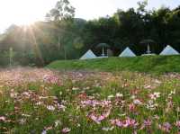 เที่ยวชมทุ่งคอสมอสที่ Margaret Private Villa 