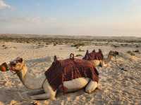 상상이 현실이 되는 알 와트바 사막 리조트🐫🏝️🏨