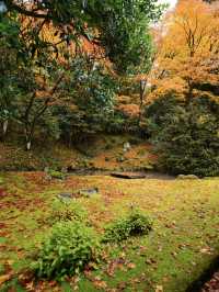 【ここ行って】全国でも珍しいドウダンツヅジの参道✨庭園も美しい超穴場の紅葉スポット🍁