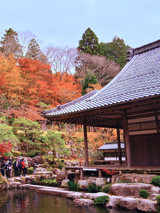 【ここ行って】紅葉見頃終盤がおすすめ🍁敷きモミジでレッドカーペットが作られる紅葉スポット✨