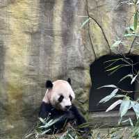Chengdu A place that you will definitely visit again 