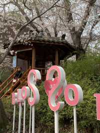 A Stroll Through the Sakura Wonderland of Yeojwacheon River