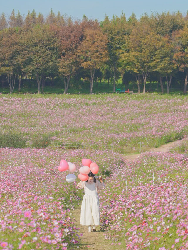 너무 행복했던 나의 분홍 빛 가을💖🌸🦄🎀