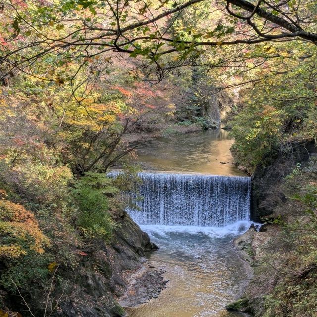 日本東北賞楓：鳴子峽與大深澤橋