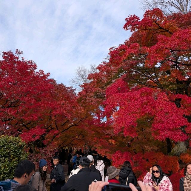 🇯🇵京都「東福寺」市區楓葉🍁頂流，楓葉之王威名當之無愧！