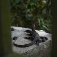Hidden Gem in Singapore for nature lovers!!