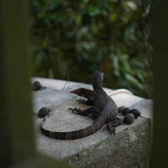Hidden Gem in Singapore for nature lovers!!