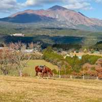 🇯🇵宮崎/高千穂牧場🐄極上ソフトクリーム！
