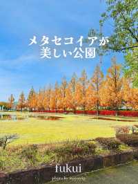 メタセコイアやもみじの紅葉が美しい公園【福井】