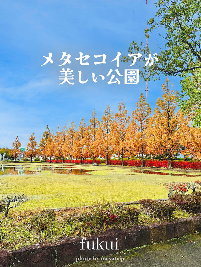 メタセコイアやもみじの紅葉が美しい公園【福井】