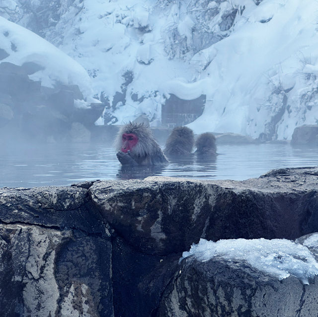 Snow Monkey Park in Nagano: The Cutest Experience Ever