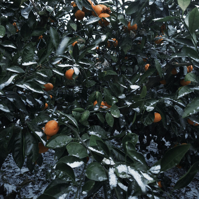 誰說濟州島的美局限在夏天？ 🍊