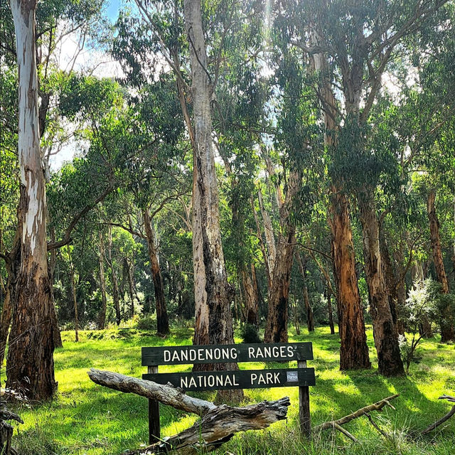 Dandenong Ranges National Park