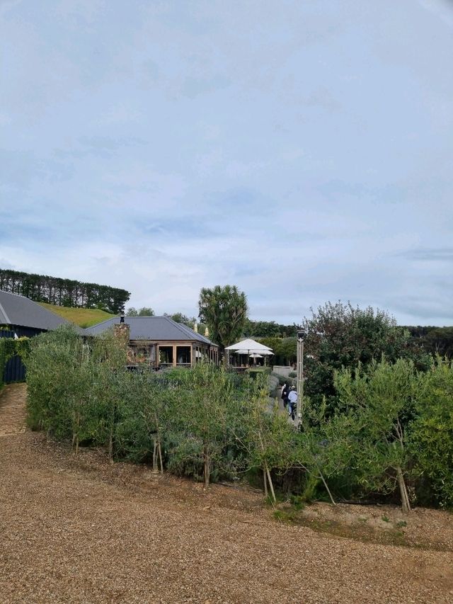 뉴질랜드 와인너리 투어🍷- MUDBRICK🇳🇿