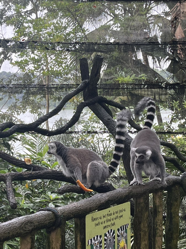 Animals at Singapore’s Zoo