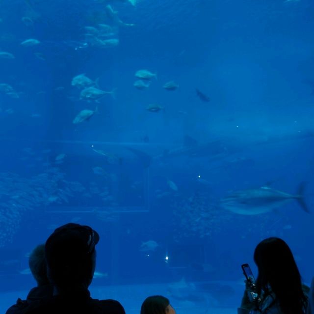 沖繩美麗海水族館