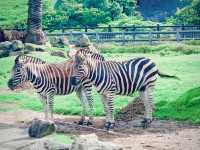 【和歌山日帰旅行】朝から晩まで満喫する弾丸トラベル