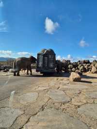 Kyushu Wildlife African Safari 🐆🐃🦬🦌🦓🐘🦒