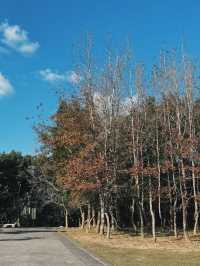 海景第一排好療癒 宜蘭伯朗咖啡館