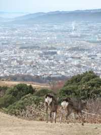 【奈良】気軽に登れて絶景！若草山