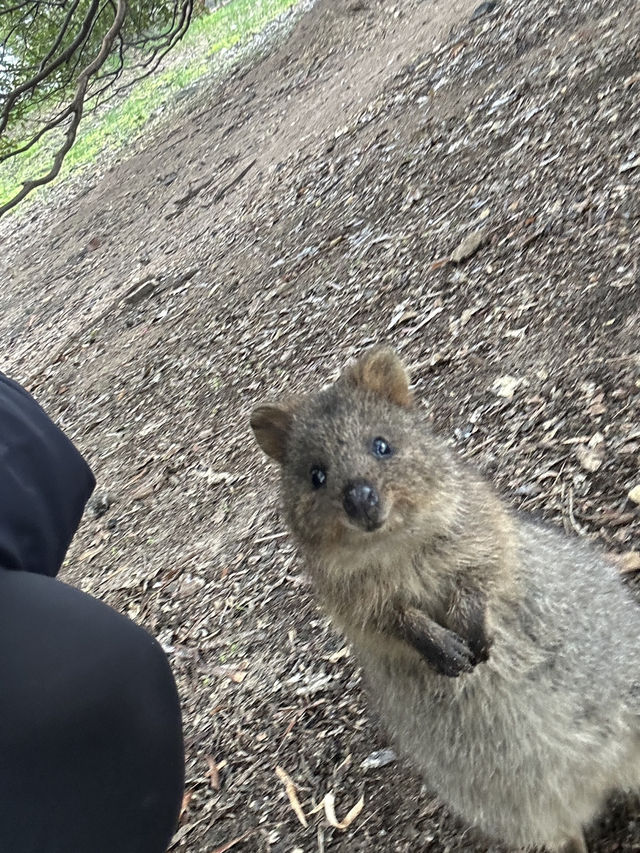🏝️ A Perfect Day on Rottnest Island: Serene Beaches and Quokkas 