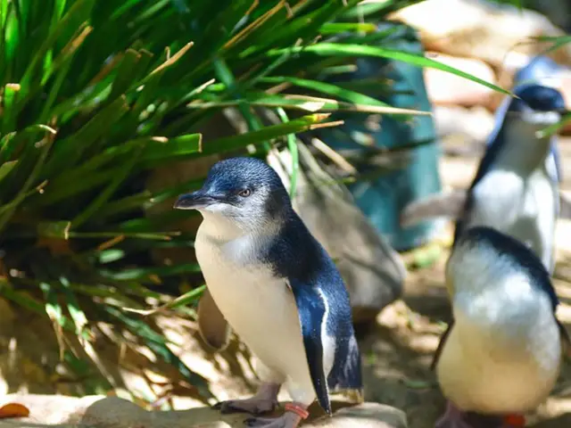 企鵝島企鵝巡遊!😍一生人必看一次的風景!🥹企鵝寶寶超級可愛🤩