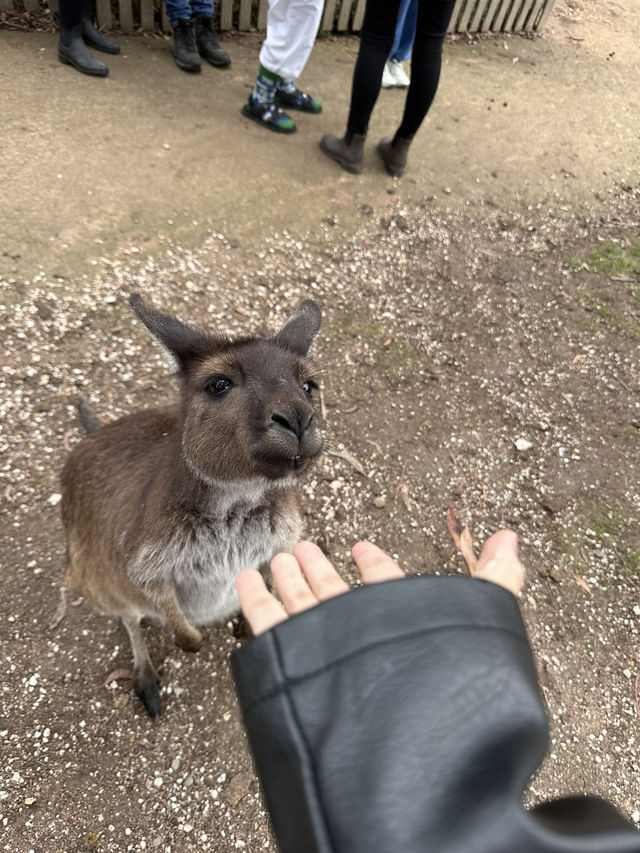 Day Trip to Ballarat & Sovereign Hill - A Step Back In Time!