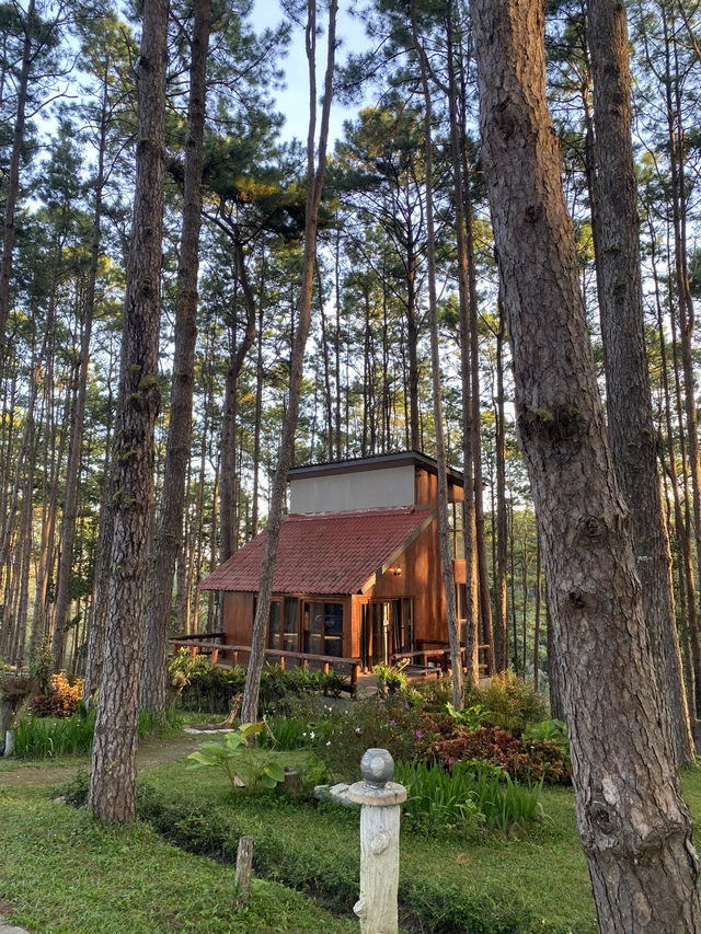 สวนป่าดอยบ่อหลวง | เชียงใหม่ 🏡🌲✨🍃