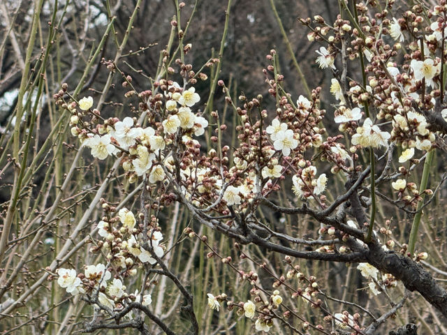 驚豔大阪城梅林的春日魅力🌸