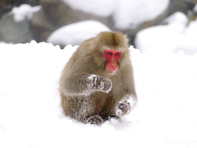 【長野県】外国人に大人気！野生の猿の温泉浴「地獄谷野猿公苑」
