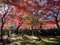 A Symphony of Colors – The Lonely Souls in the Adashino Nenbutsu-ji Temple