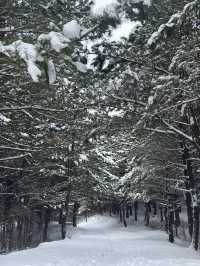 옛날부터 노루가 많이 살았던 또 다른 제주 설경 명소❄️