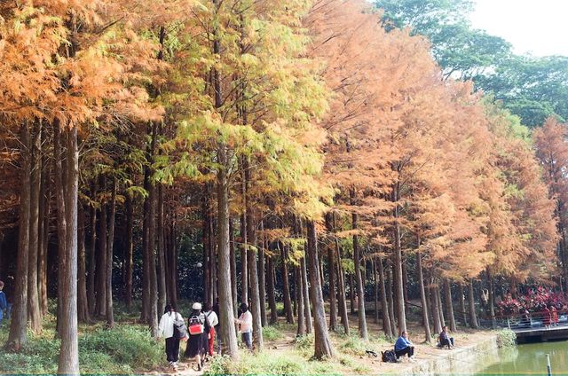 Urban Oasis in Shenzhen — The Lianhuashan Park