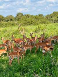 🦁 Explore Serengeti National Park, Tanzania – A Safari Like No Other! 🌿🐾