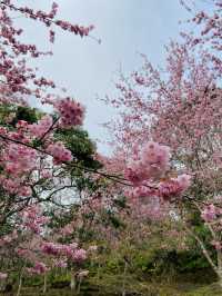 春日限定美景！桃園山林秘境，櫻花滿開超夢幻！
