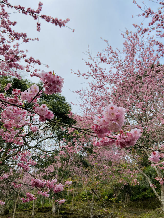 春日限定美景！桃園山林秘境，櫻花滿開超夢幻！
