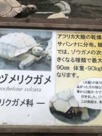 【伊豆🪼】熱川バナナワニ園に行ってみた😆